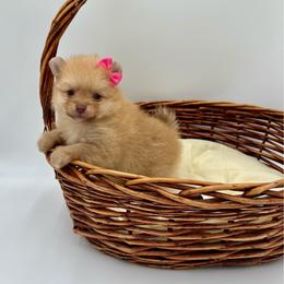 Evee - Orange female Pomeranian puppy in Phoenix, Arizona from Luxpomz