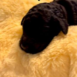 Royal - black collar - Black male Poodle puppy in Lebanon, Ohio from Lucky's Legacy