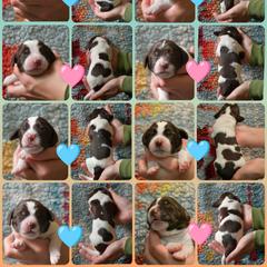 Drentsche Patrijshond and Spinone Italiano Puppies from Two Gun Kennels