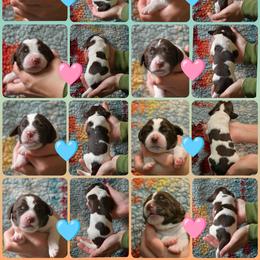 Drentsche Patrijshond and Spinone Italiano Puppies from Two Gun Kennels