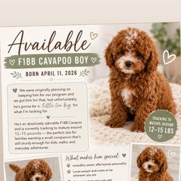 Bernedoodle, Cavapoo, Cavapoochon, Goldendoodle, Poodle, and Yorkipoo Puppies from Anchor Dogs