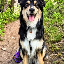 Australian Shepherds from Sage House Pups