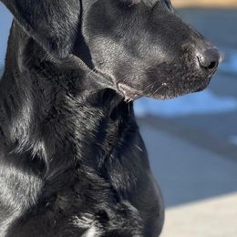 Labrador Retrievers from James River Retrievers