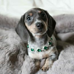 Cindy Lou - Blue and tan female Dachshund puppy in Chillicothe, Ohio from Brittney's Dachshunds