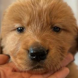 YELLOW COLLARED FEMALE - Golden Retriever puppy from Hogarth's Kennel Haven