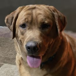 Amber - Labrador Retriever