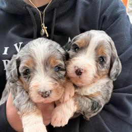 Strawberry - Blue merle female Bernedoodle puppy in Washougal, Washington from Sandy Creek Bernedoodles