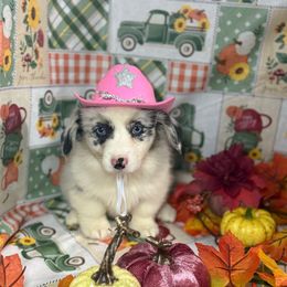 Rosetta (2600) - White merle female American Corgi puppy in Valley, Washington from Corgis of the Mountain Valley