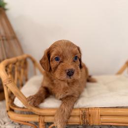 Fisher - Red male Aussiedoodle puppy in North Royalton, Ohio from Johnson's Doodles