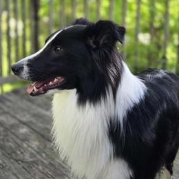 Leif - Scottish Collie