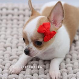 Delilah - Sable spotted white female Chihuahua puppy in Tulsa, Oklahoma from H-3 Chihuahuas