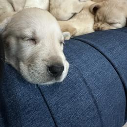 Labrador Retriever Puppies from Luvable AZ Labs