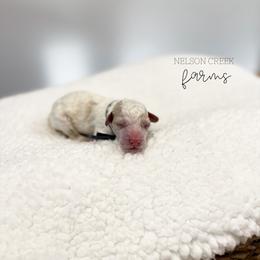Lucky - Parti male Maltipoo puppy in Huntsville, Texas from Nelson Creek Farms
