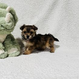 'Dopey' - Tan male Morkie puppy in Durand, Wisconsin from Larson’s Legacy Aussome Aussie Kennels