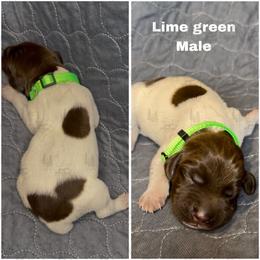 Lime Green - White and liver male German Shorthaired Pointer puppy in Nacogdoches, Texas from Triple R German Shorthaired Pointers
