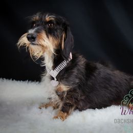 Roo - Dachshund