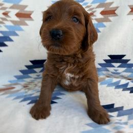 Moana ( Teal collar girl) - Red  female Goldendoodle puppy in Phelan, California from High Desert Doodles - the original