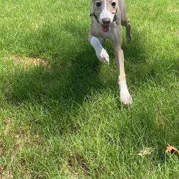 Italian Greyhound Puppies from Iggies of Azalea