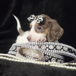 Nala - Piebald female Dachshund puppy in Bandera, Texas from Pup Cakes