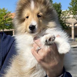 Shetland Sheepdog Puppies from Solange Shelties
