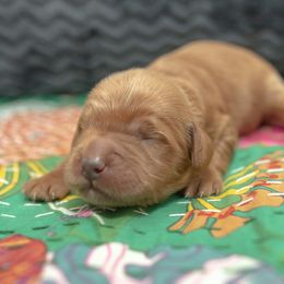 Assorted Doodle Crosses and Goldendoodle Puppies from Meekie Doodle Farm