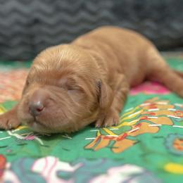 Assorted Doodle Crosses and Goldendoodle Puppies from Meekie Doodle Farm