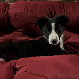 Sassy - Black and white female Border Collie puppy in Rocky, Oklahoma from SoCal/Promise Land Border Collies