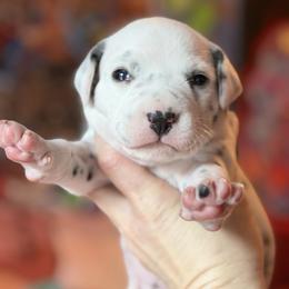 Male 2 - White and black male Dalmatian puppy in Lake Mathews, California from Bully Market