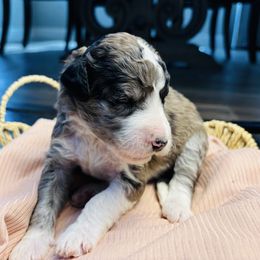 Rocky Road - Black tri-color female Aussiedoodle puppy in Fate, Texas from Dandy Lane Poodles & Doodles
