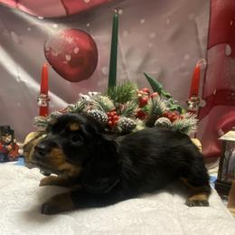 MAVIS - Black and tan female Dachshund puppy in Elizabethtown, Kentucky from Teeny Tiny Puppy Tails