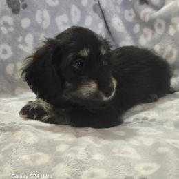 Saber - Black and cream male Dachshund puppy in Tonopah, Arizona from Desert Diamond Dachshunds