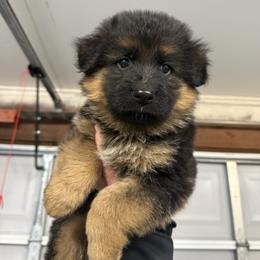 Girl 5 - Black and red female German Shepherd puppy in Battle Ground, Washington from Purebred Elite Shepherds