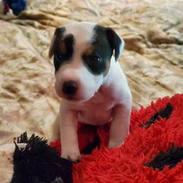 Winchester - Tri-color male Jack Russell Terrier puppy in California from Kimberlite
