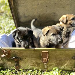 German Shepherd Puppies from Von Overen German Shepherds
