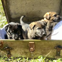 German Shepherd Puppies from Von Overen German Shepherds