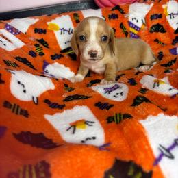 Morgan - Cream female Dachshund puppy in Lake City, Florida from My Ditzy Doxies of Florida