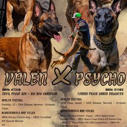 Belgian Malinois puppies from Berserker Malinois Kennel
