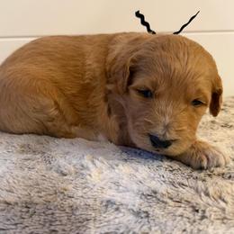 Black Collar Boy - Red male Bernedoodle puppy in San Augustine, Texas from Vintage Doodles
