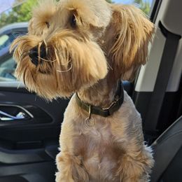Bruno - Miniature Schnauzer