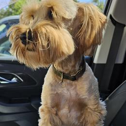 Bruno - Miniature Schnauzer