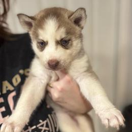 Girl 1 - Red and white female Siberian Husky puppy in Laneville, Texas from ETX Huskies