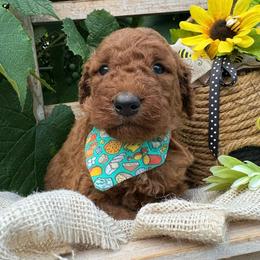 Cheese - Red male Bordoodle puppy in Canfield, Ohio from Poo's Doo's & Inu's
