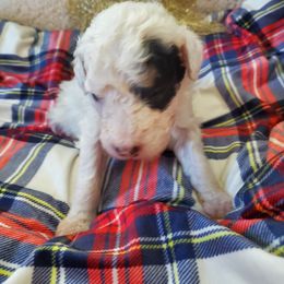 Pomeranian and Sheepadoodle Puppies from Fluffy Wonders Poms and Doodles