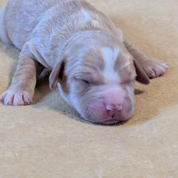 Working home needed - Golden male English Cocker Spaniel puppy in Phillips, Nebraska from Fenloch Gundogs