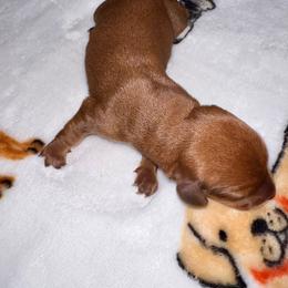 Red - Red male Dachshund puppy in Tecumseh, Oklahoma from MoonBerry Miniature Dachshunds