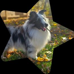 Pickle - Blue merle and white female Shetland Sheepdog puppy in Leesburg, Ohio from Fawn Lane Shetland Sheepdogs