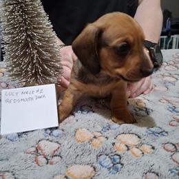 L m2 - Red male Dachshund puppy in Penn Run, Pennsylvania from Shannon’s Dachshunds