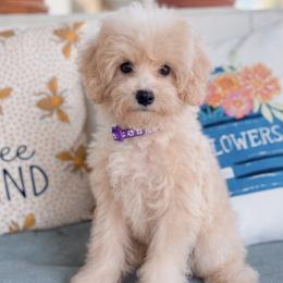 Millie - Cream female Maltipoo puppy in Live Oak, Florida from Grams Poodle Babies