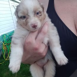 Australian Shepherd Puppies from Melick Kennels