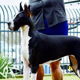 Great Danes from Dane Dreamin’
